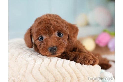 成約済の埼玉県のタイニープードル-389446の5枚目