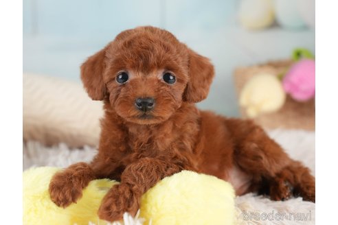 成約済の埼玉県のタイニープードル-389446の3枚目