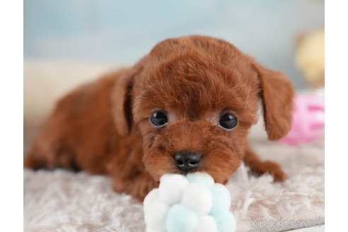 成約済の埼玉県のタイニープードル-389446の6枚目