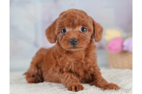 成約済の埼玉県のタイニープードル-389446の7枚目