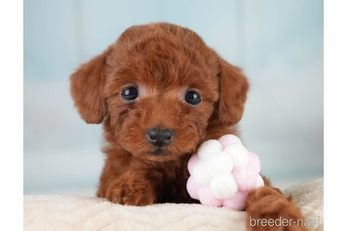 成約済の埼玉県のタイニープードル-389446の4枚目