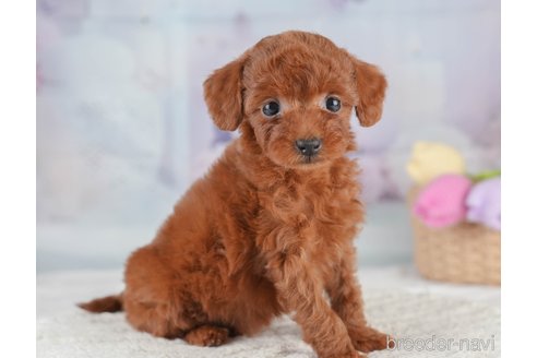 成約済の埼玉県のタイニープードル-389446の8枚目