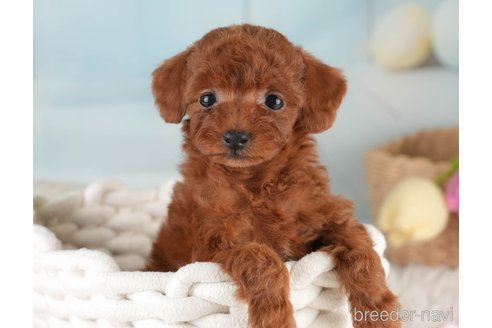 成約済の埼玉県のタイニープードル-389446の9枚目