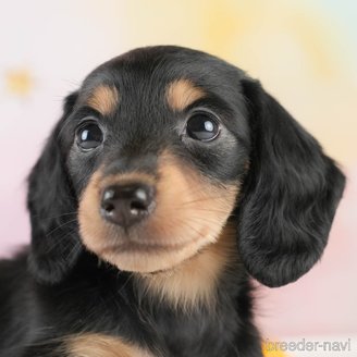 成約済の埼玉県のミニチュアダックスフンド(ロングヘアード)-389436の1枚目