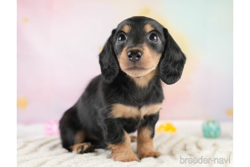 成約済の埼玉県のミニチュアダックスフンド(ロングヘアード)-389436の5枚目