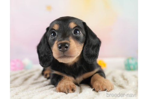 成約済の埼玉県のミニチュアダックスフンド(ロングヘアード)-389436の3枚目