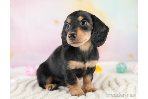 成約済の埼玉県のミニチュアダックスフンド(ロングヘアード)-389436の6枚目