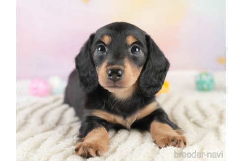 成約済の埼玉県のミニチュアダックスフンド(ロングヘアード)-389436の4枚目