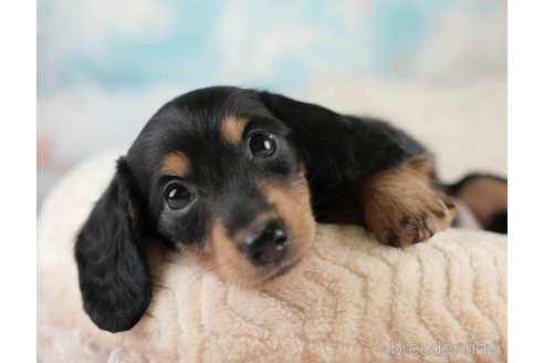 成約済の埼玉県のミニチュアダックスフンド(ロングヘアード)-389436の7枚目