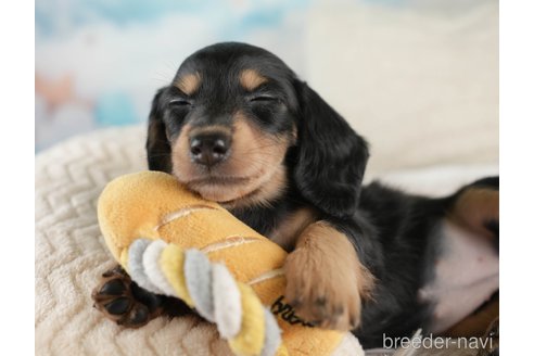 成約済の埼玉県のミニチュアダックスフンド(ロングヘアード)-389436の8枚目