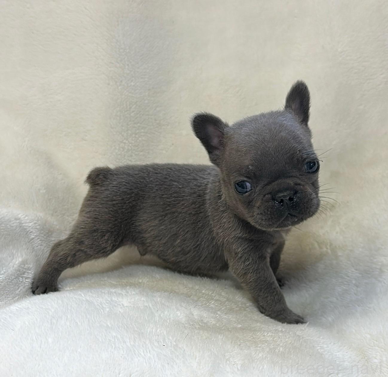 販売中の山口県のフレンチブルドッグ-389361の1枚目