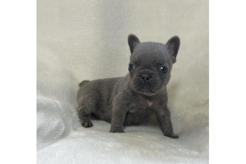 販売中の山口県のフレンチブルドッグ-389361の4枚目