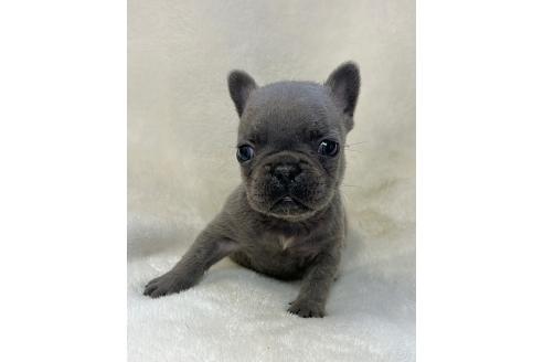 販売中の山口県のフレンチブルドッグ-389361の3枚目