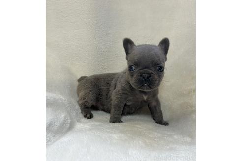 販売中の山口県のフレンチブルドッグ-389361の2枚目