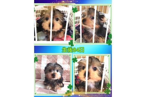 販売中の千葉県のヨークシャーテリア-375849の9枚目