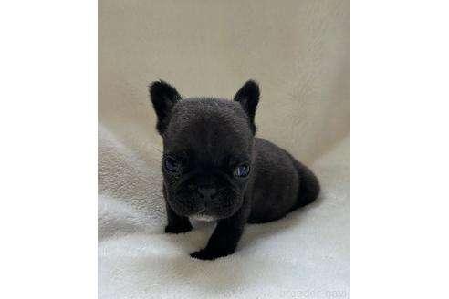 販売中の山口県のフレンチブルドッグ-389364の6枚目