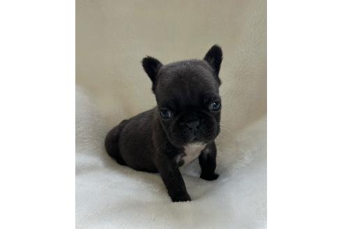 販売中の山口県のフレンチブルドッグ-389364の5枚目