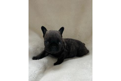 販売中の山口県のフレンチブルドッグ-389364の4枚目