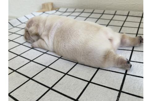 販売中の大阪府のフレンチブルドッグ-389540の3枚目