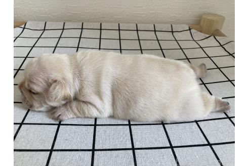販売中の大阪府のフレンチブルドッグ-389540の2枚目