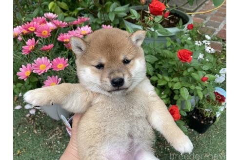 成約済の福岡県の豆柴-389548の1枚目