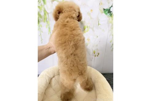 販売中の岐阜県のトイプードル-389555の7枚目