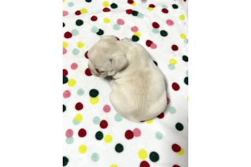 販売中の香川県のフレンチブルドッグ-389560の2枚目