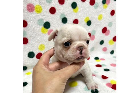 販売中の香川県のフレンチブルドッグ-389575の3枚目