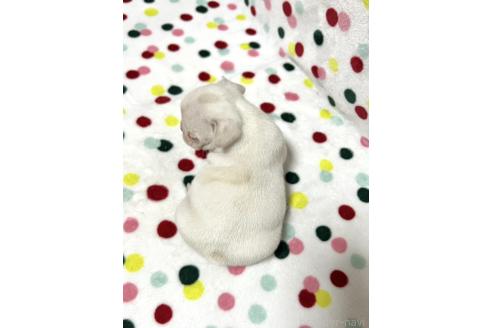 販売中の香川県のフレンチブルドッグ-389575の2枚目