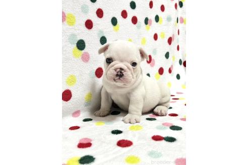 販売中の香川県のフレンチブルドッグ-389578の1枚目