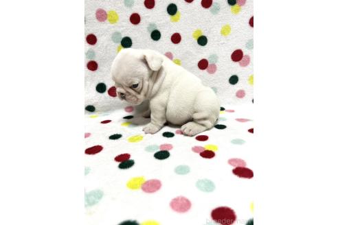 販売中の香川県のフレンチブルドッグ-389578の3枚目