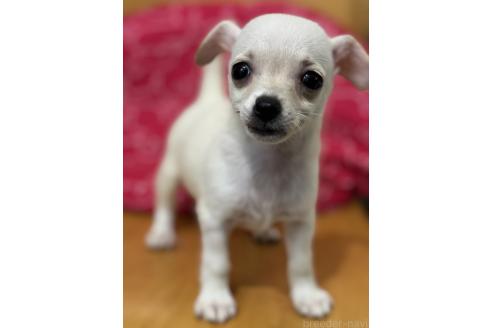 成約済の鹿児島県のチワックス:チワワ×ミニチュアダックスフンド-383201の1枚目