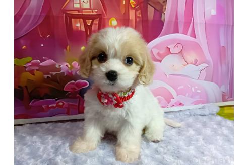 成約済の神奈川県のミックス犬-386699の7枚目