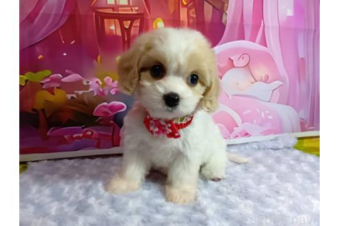 成約済の神奈川県のミックス犬-386699の6枚目