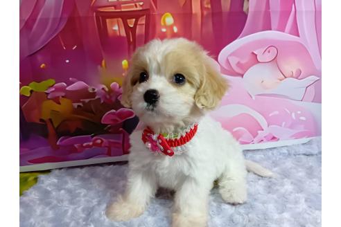成約済の神奈川県のミックス犬-386699の5枚目