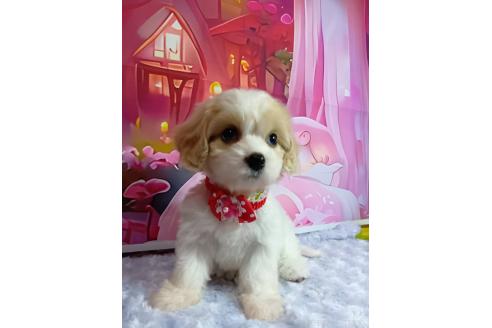 成約済の神奈川県のミックス犬-386699の4枚目