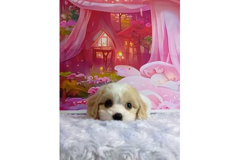 成約済の神奈川県のミックス犬-386699の2枚目
