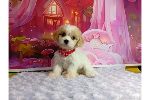 成約済の神奈川県のミックス犬-386699の1枚目