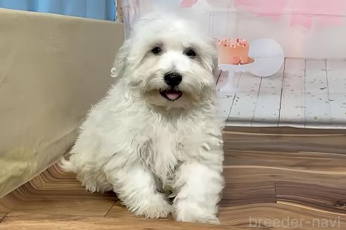 販売中の福岡県のハバニーズ-389591の11枚目