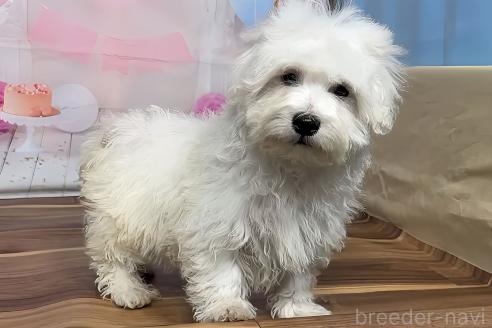 販売中の福岡県のハバニーズ-389591の7枚目