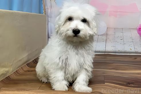 販売中の福岡県のハバニーズ-389591の4枚目