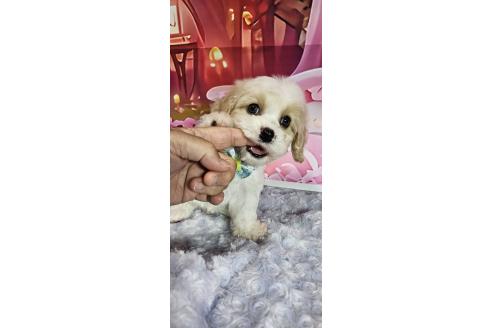 成約済の神奈川県のミックス犬-386697の1枚目