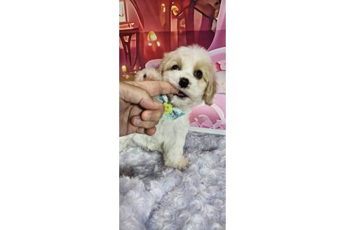 成約済の神奈川県のミックス犬-386697の10枚目