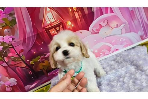 成約済の神奈川県のミックス犬-386697の9枚目