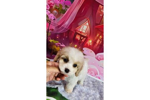 成約済の神奈川県のミックス犬-386697の8枚目