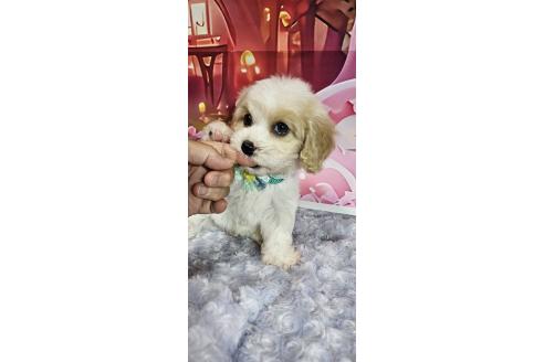 成約済の神奈川県のミックス犬-386697の7枚目