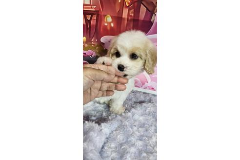 成約済の神奈川県のミックス犬-386697の6枚目