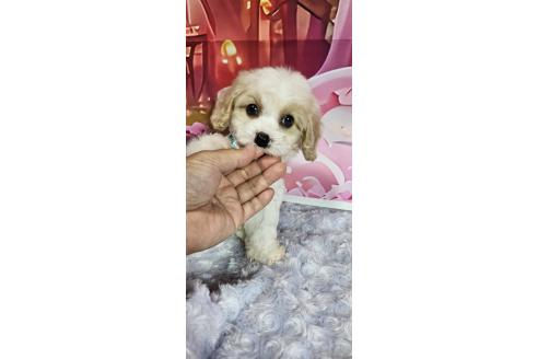 成約済の神奈川県のミックス犬-386697の5枚目