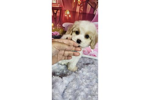 成約済の神奈川県のミックス犬-386697の4枚目