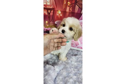 成約済の神奈川県のミックス犬-386697の3枚目